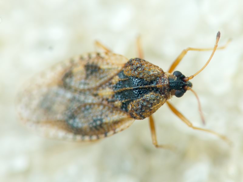 Dictyla humuli (Fabricius, 1794)